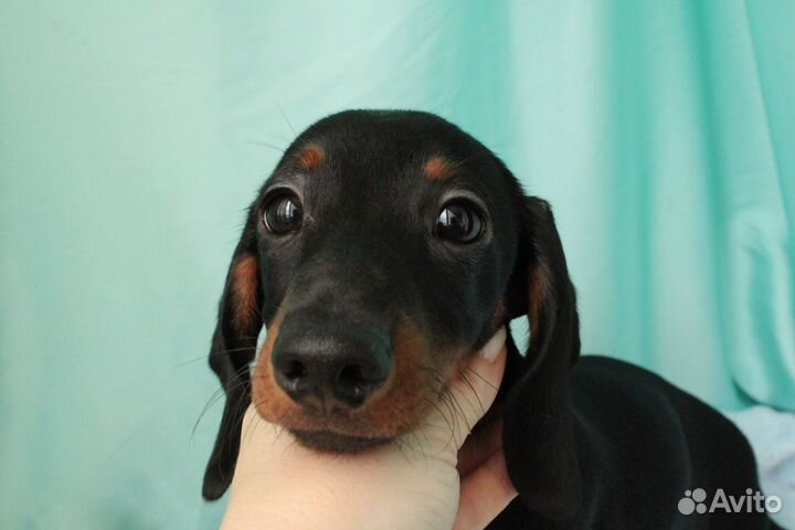 Щенки таксы мини г/ш