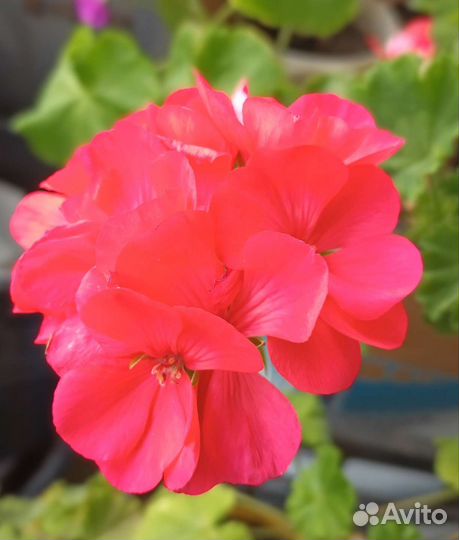 Сортовая пеларгония