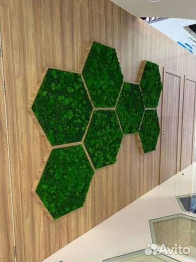 Мох в сотах