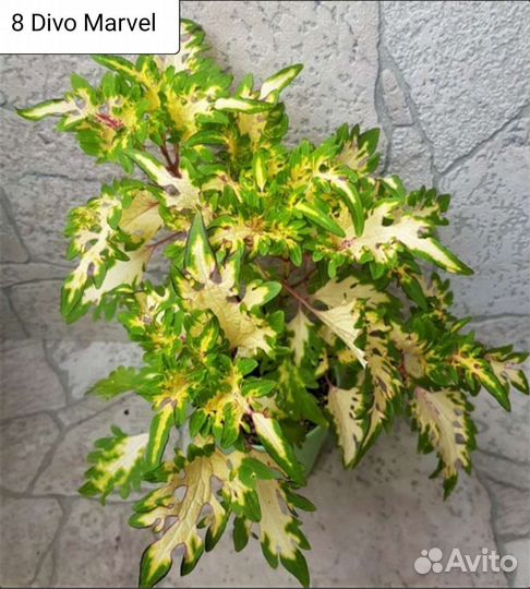 Вегетативные колеусы