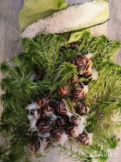 Улитки ахатины ретикулята