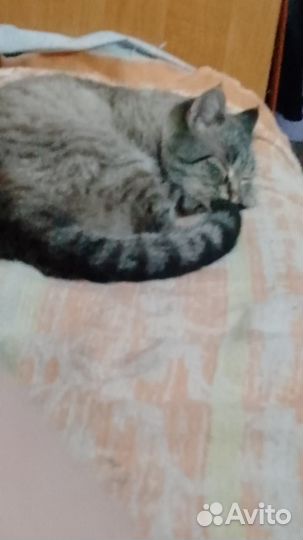 Кот в добрые руки
