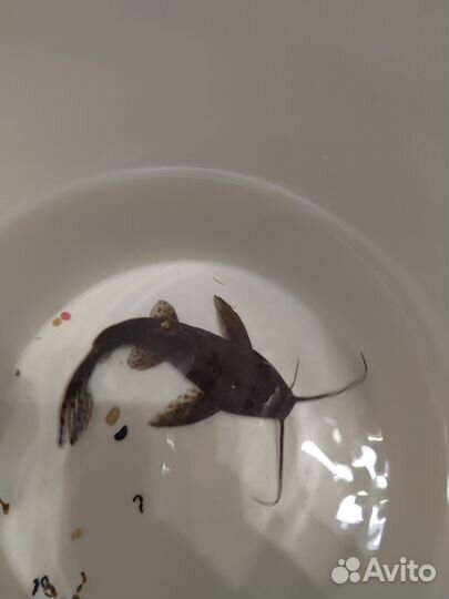 Сом перевертыш