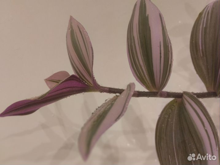 Традесканция нанук розовая