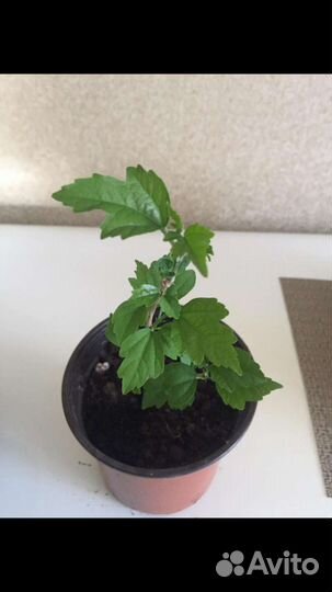 Гортензия крупнолистная саженцы