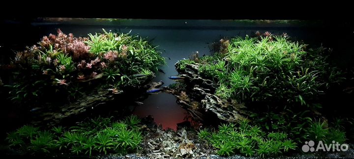 Аквариумные растения