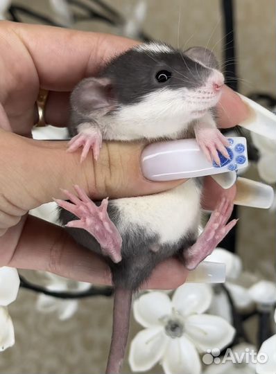 Крыса Дамбо. Крысята. Крыса стандарт