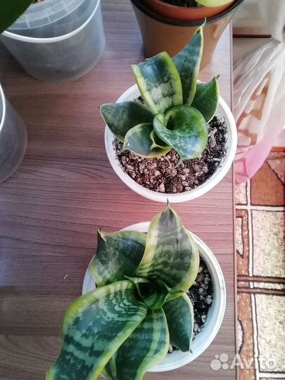 Сансевиерия