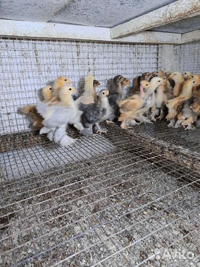 Цыплята суточные