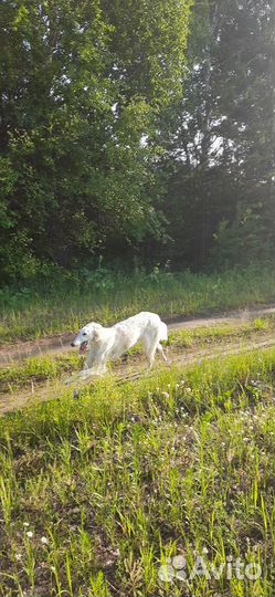 Собака борзая