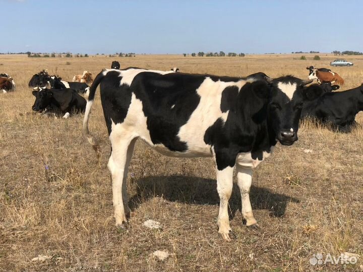 Телки стельные