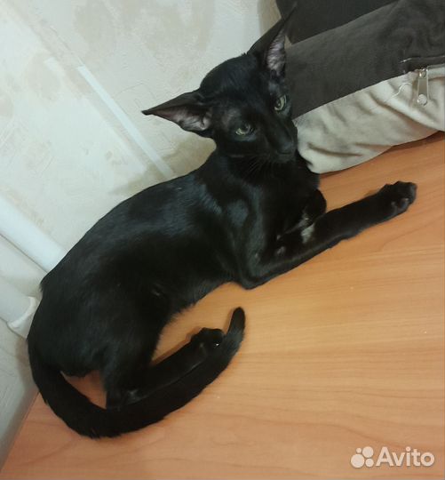 Ориентальная