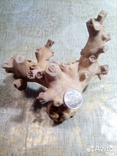 Коралл оленерогий, натуральный