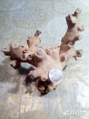 Коралл оленерогий, натуральный