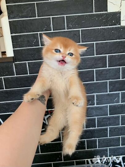 Котики британская золотая шиншилла