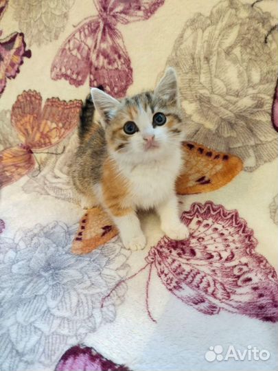 Девочка, 3 мес