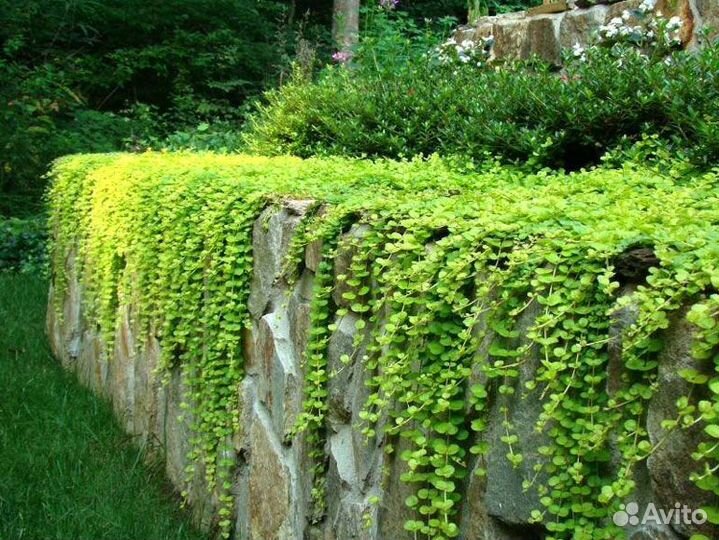 Вербейник монетчатый