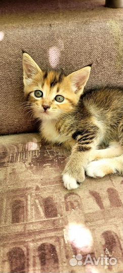 Кошка в дар