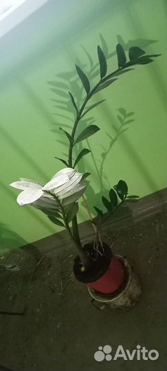 Замиокулькас