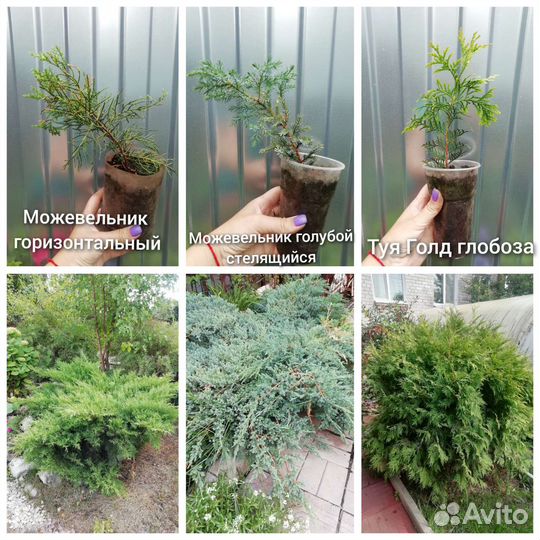 Туи и можевельники