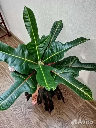 Кодиеум кротон