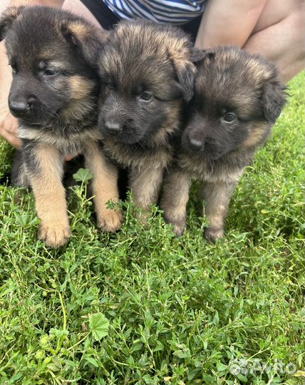 Щенки немецкой овчарки