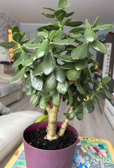 Толстянка денежное дерево