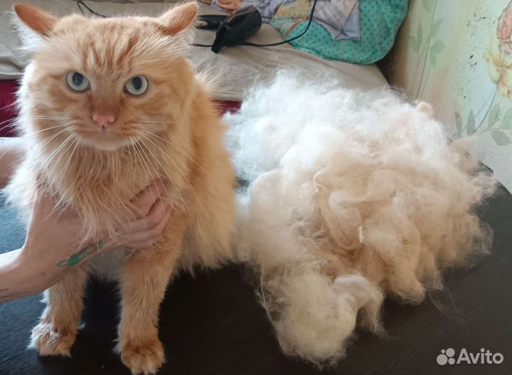 Груминг кошек. Экспресс линька кошек. Вычес