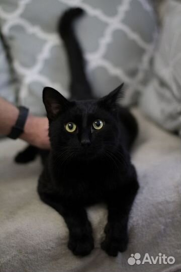Молодой крупный кот Космос