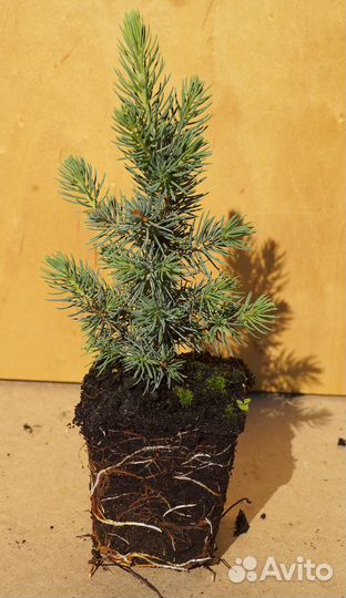 Саженцы ель голубая