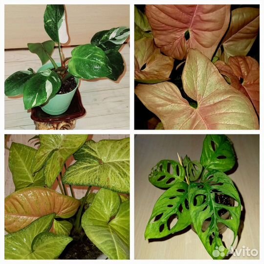 Коллекционные комнатные растения