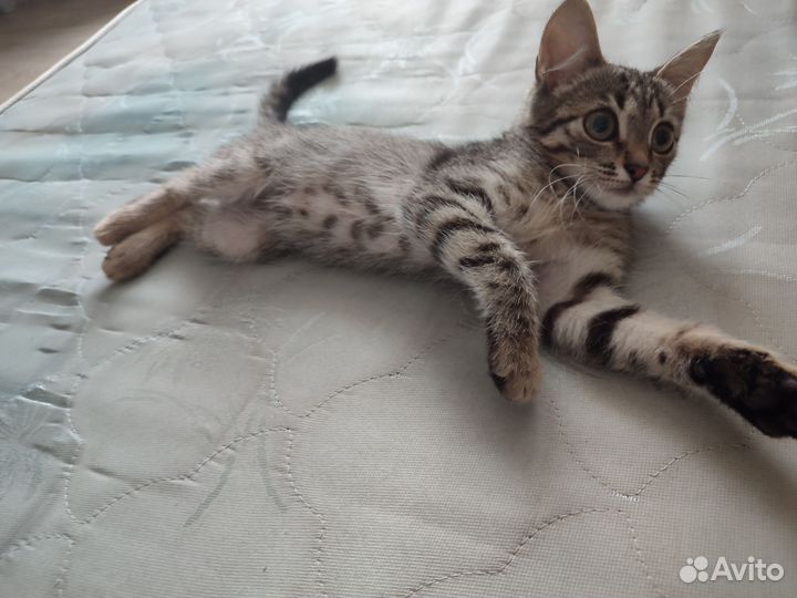 Котенок кошечка