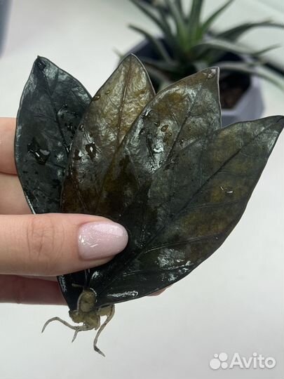 Укорененный замиокулькас равен