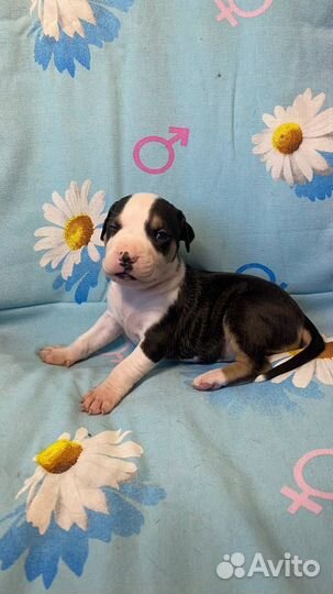 Щенки Прайтера