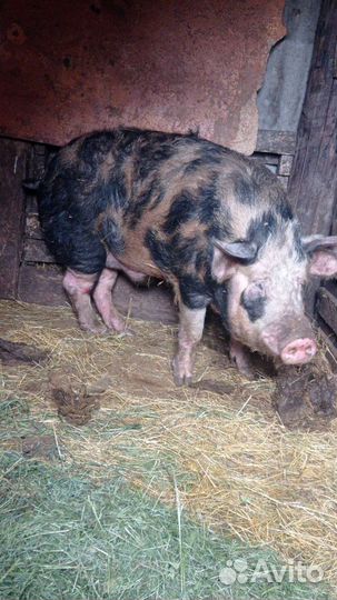 Хряк на племя