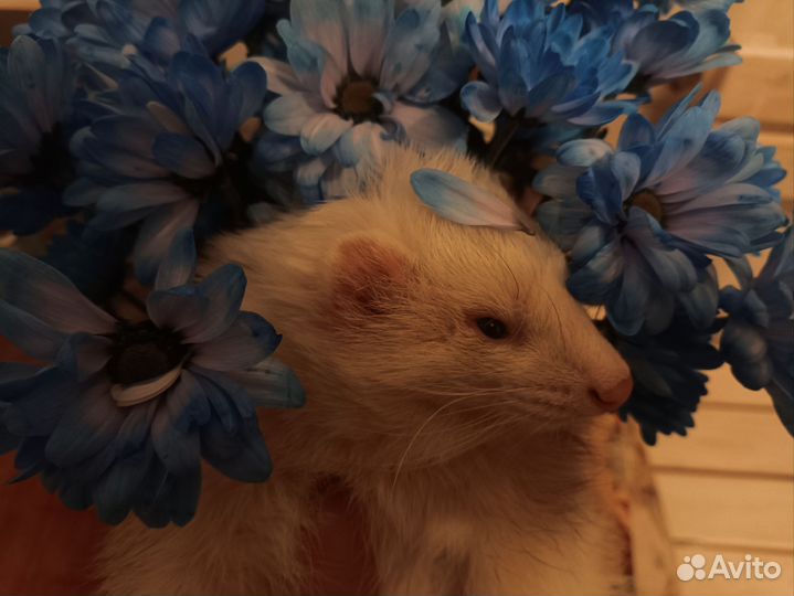 Хорёк на фотосессии, заказы, праздники