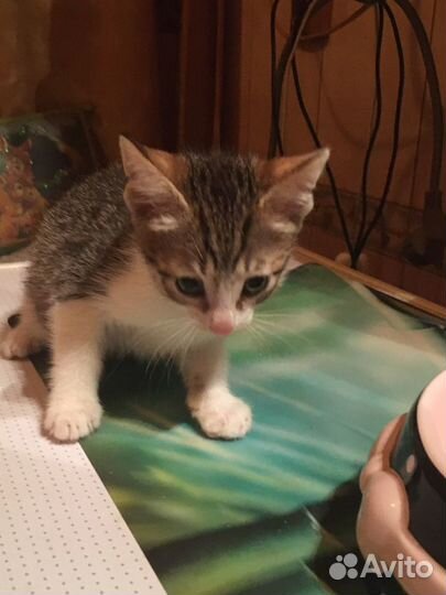 Котенок в семью