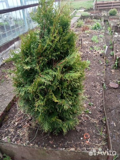 Саженцы хвойных растений