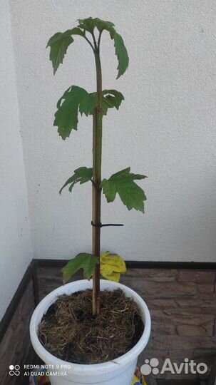 Медуница сахарная, Мак восточный, калина Бульдонеж