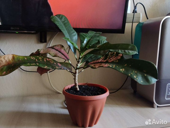 Кодиеум кротон