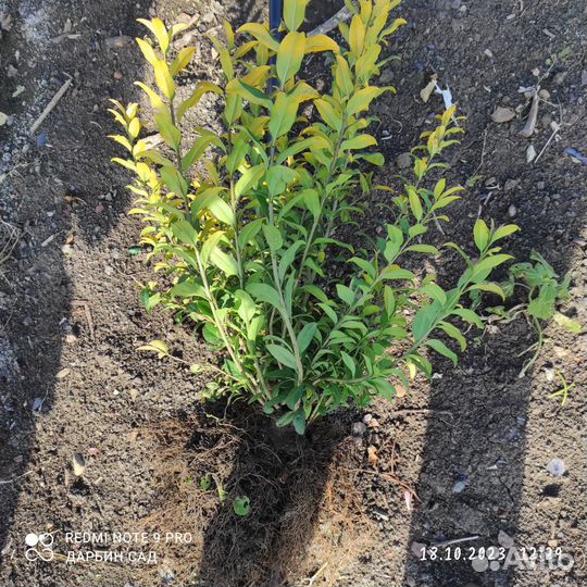 Бирючина ауреа