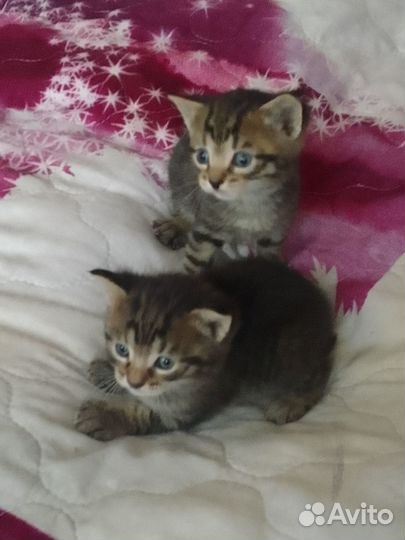 Котятам нужен дом