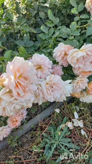 Роза полиантовая. (почвопокровная)