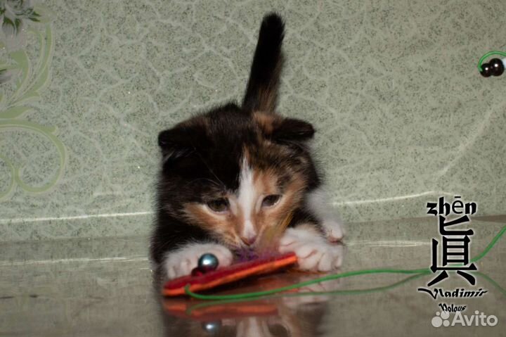 Девочка в добрые руки