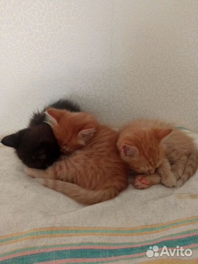 Кошка в дар