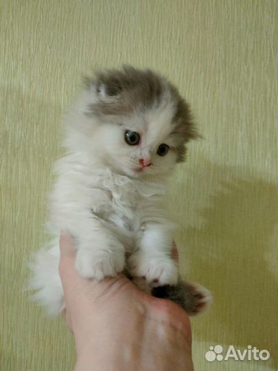 Котенок шотландский вислоухий