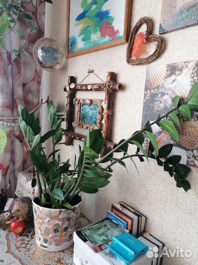 Замиокулькас