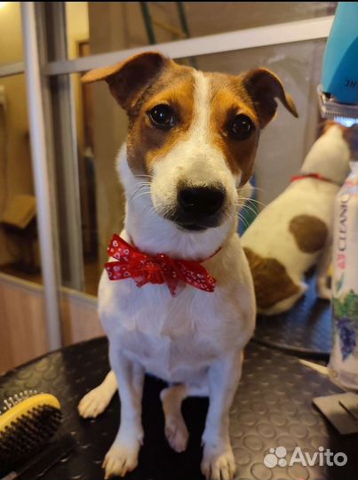 Банты для собак и кошек