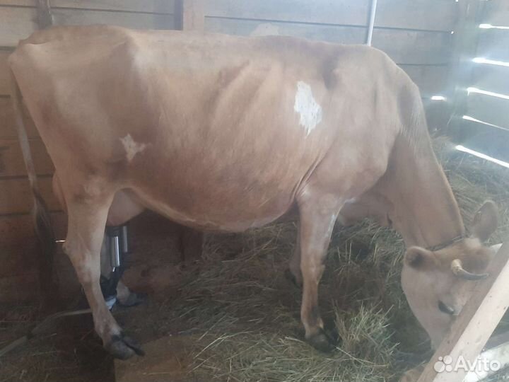 Молочные продукты