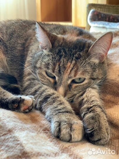 Кошка-ойкакаямурочка Туся в добрые руки